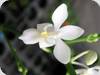 Phal. equestris var. alba